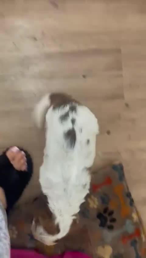 Cocker Spaniel dogs for sale: Show cocker spaniels Chocolate tan and white - Video 1