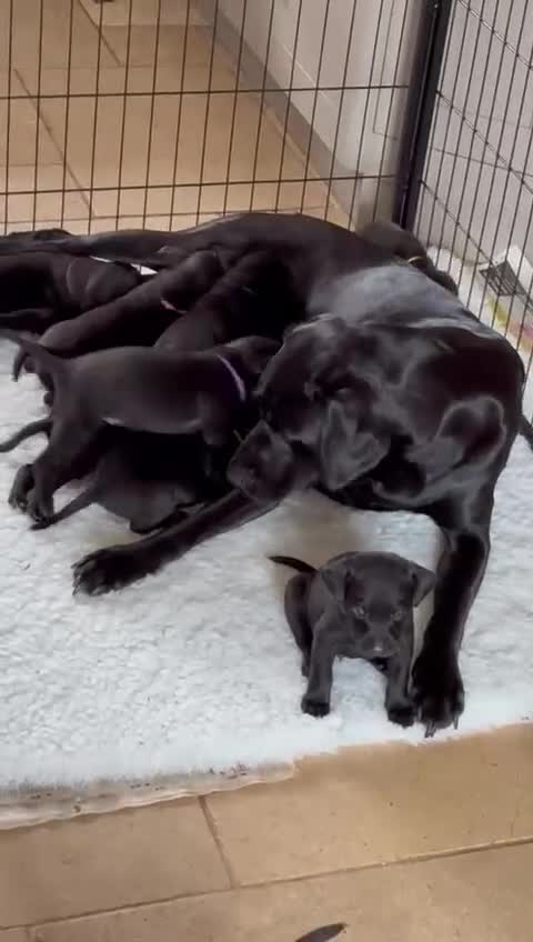 Labrador Retriever dogs for sale: Gorgeous Pure Black Labrador Puppies. KC Reg. - Video 1