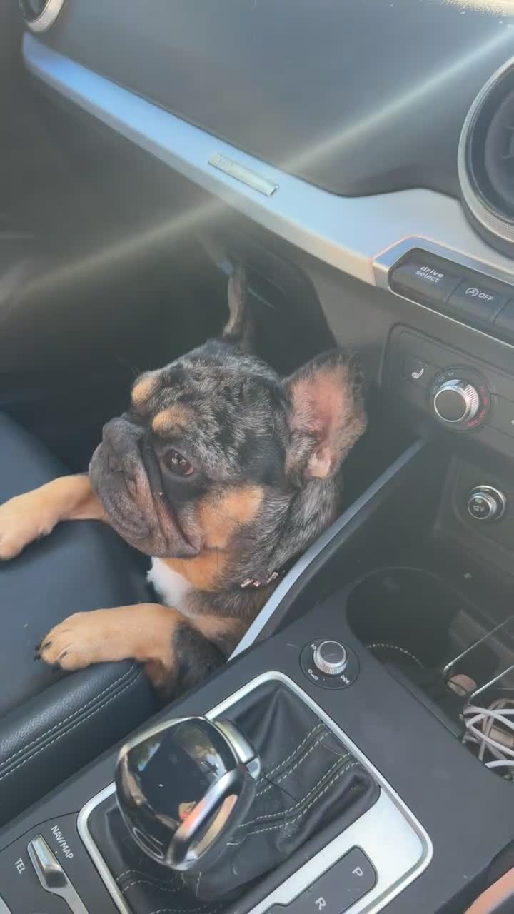 French Bulldog dogs for sale: French Bulldog Rehoming  - Video 1