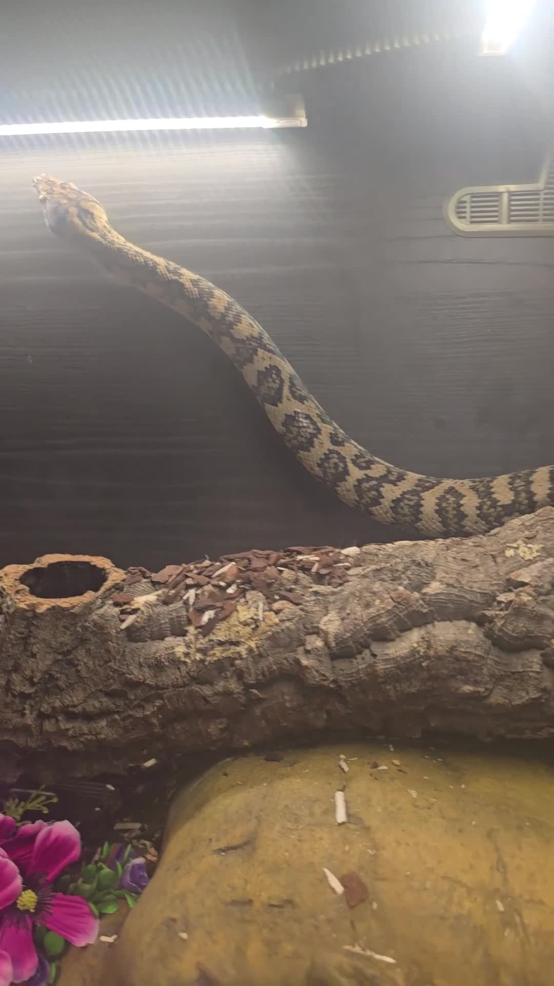 Python Snake reptiles for sale: 7' Male Carpet Python.  - Video 1