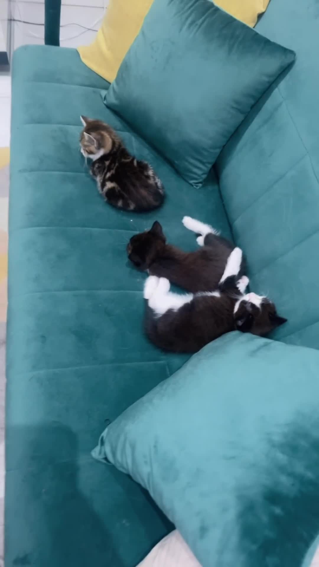 Mixed Breed cats for sale: Mixed breed  - Video 2
