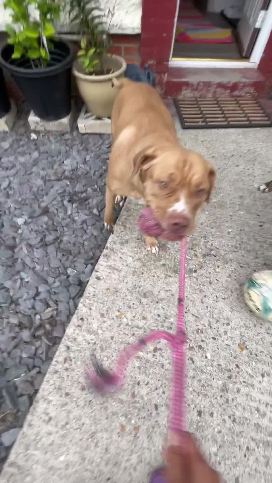 Mixed Breed dogs for sale: Gorgeous Presa X Doberman only 7/10 remaining!! - Video 4
