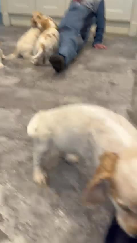 Cocker Spaniel dogs for sale: Beautiful adorable show type cocker spaniels - Video 3