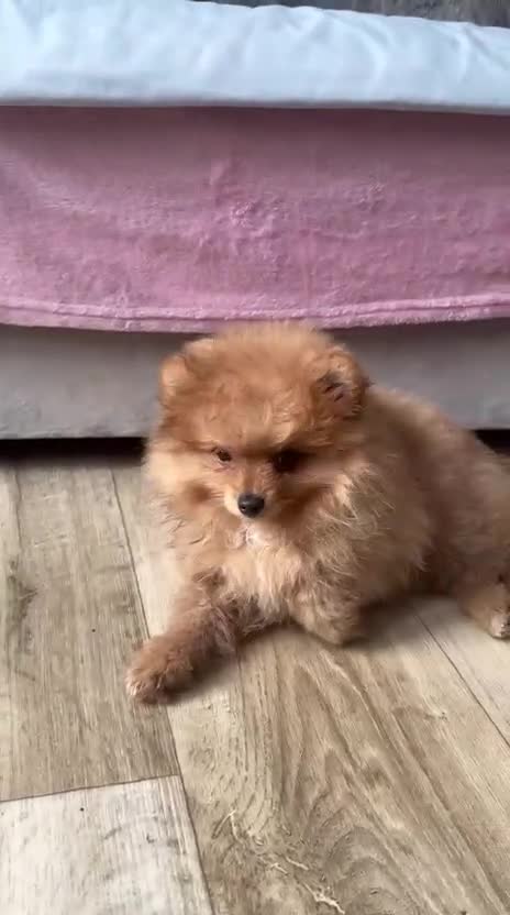 Pomeranian dogs for sale: KC reg Ready to go Luxury Pomeranian  - Video 1
