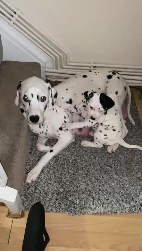 Dalmatian dogs for sale: Dalmațian puppies dogs for sale  - Video 1