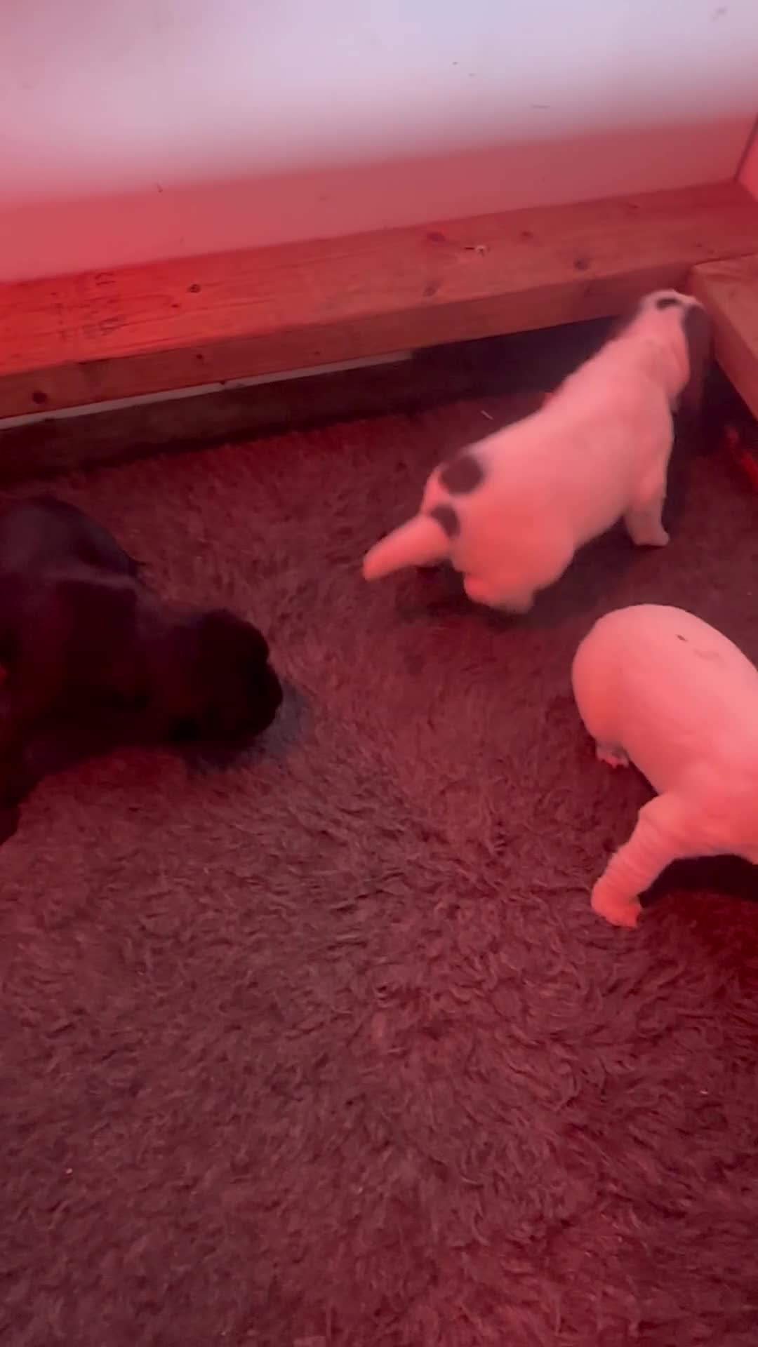 Sprocker dogs for sale: sprocket - Video 2