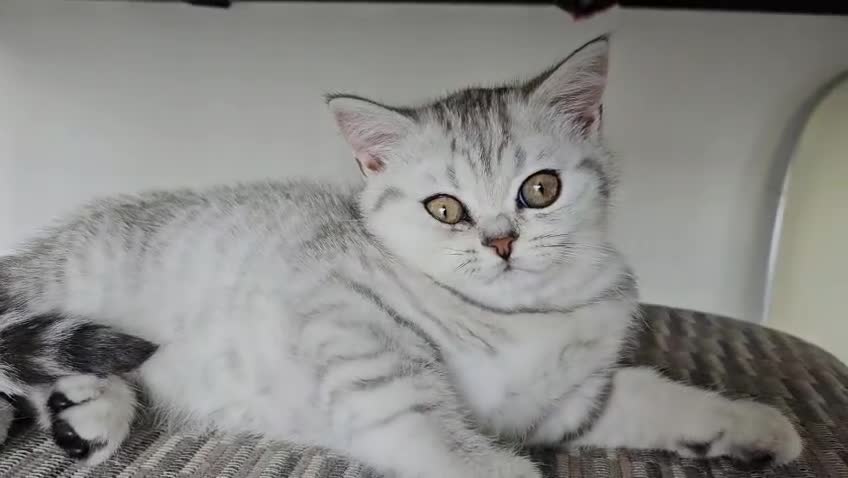 British Shorthair cats for sale: GCCF Blue BSH chunky champion lines - Video 1