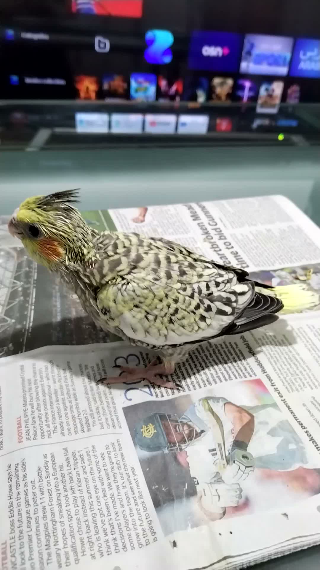 Cockatiels birds for sale: Cockatiel  - Video 3