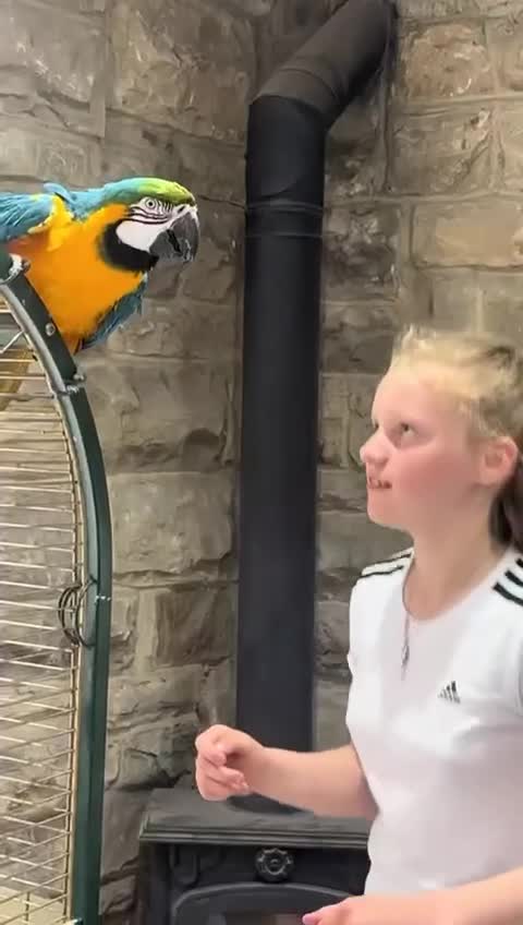 Macaws birds for sale: Blue and Gold Macaw  - Video 1