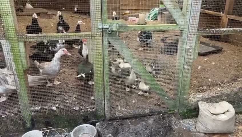 Ducks poultry for sale: Muscovy’s various ages - Video 1