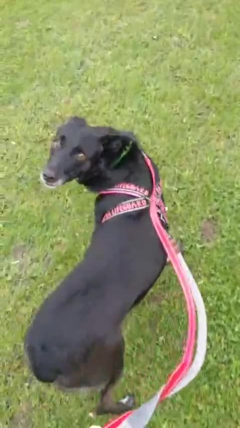 Mixed Breed dogs for adoption: ❤️Carmen — 3,5-4 years old small-to-medium girl❤️ - Video 1