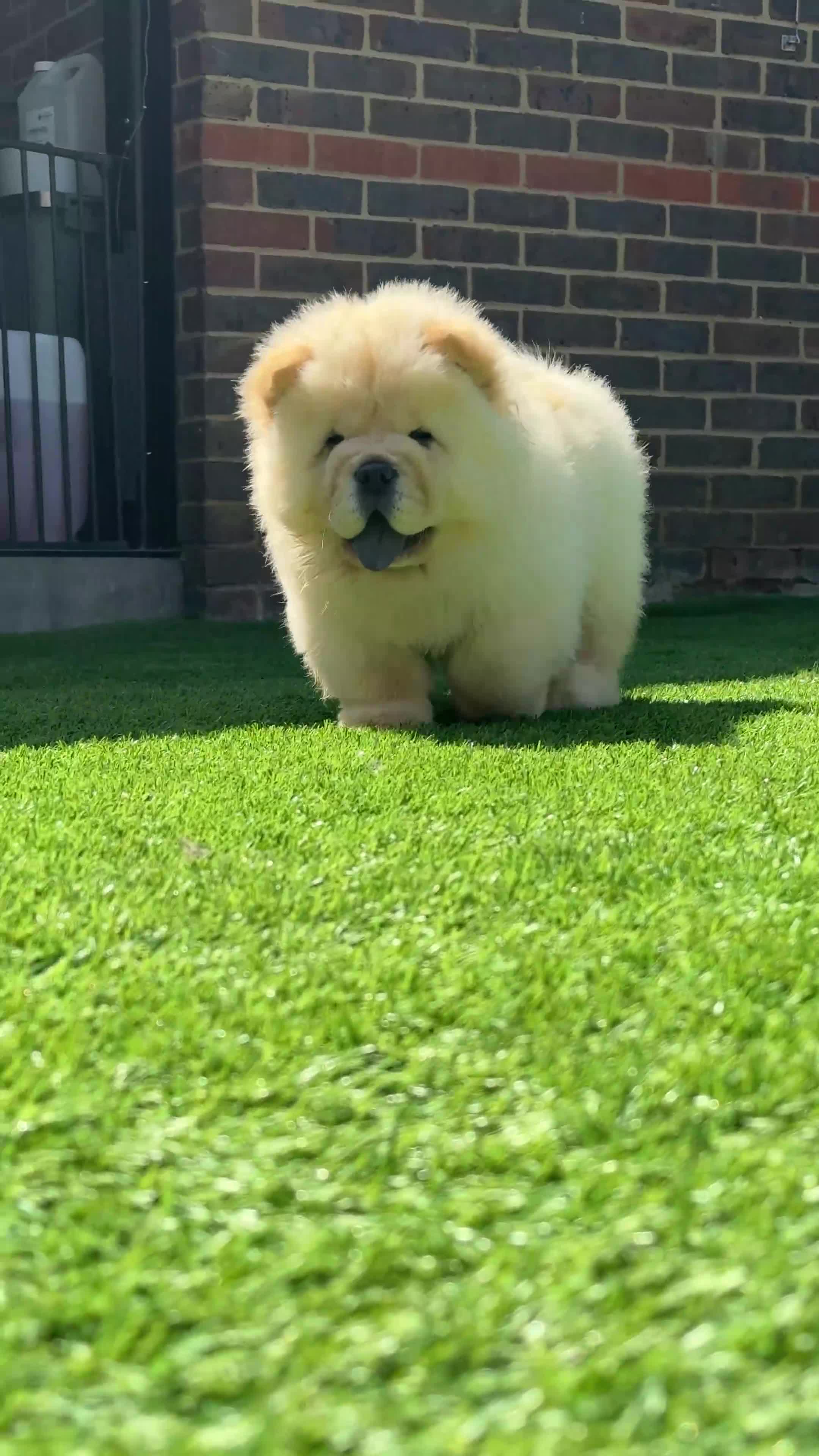 Chow Chow dogs for sale: 🧸🧸Beautiful litter of chow chow puppies🧸🧸 - Video 1
