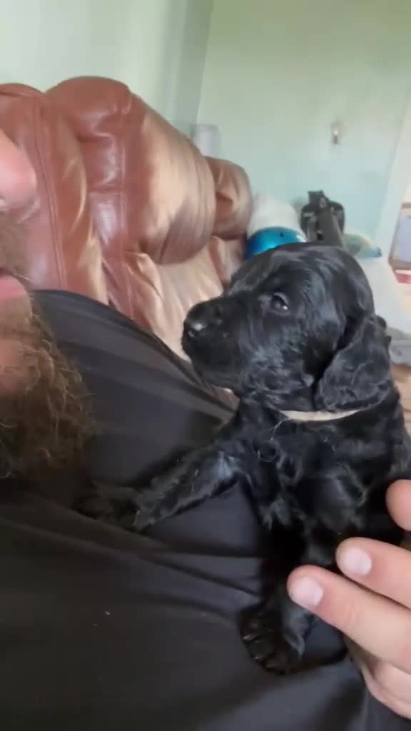 Cockapoo dogs for sale: Don't miss out just three looking for loving homes - Video 1