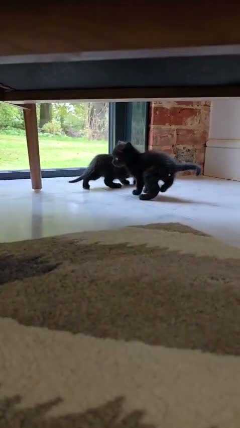 Mixed Breed cats for sale: 3 lovely all black kittens - Video 1