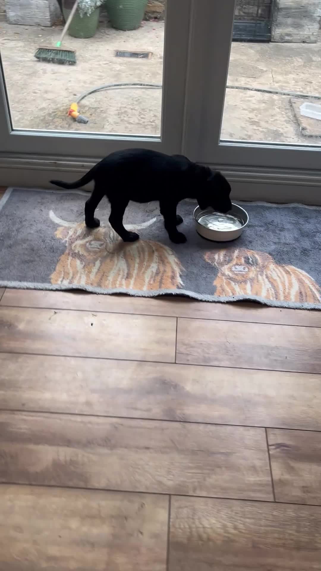 Labrador Retriever dogs for sale: Labrador puppy 🐶  - Video 1