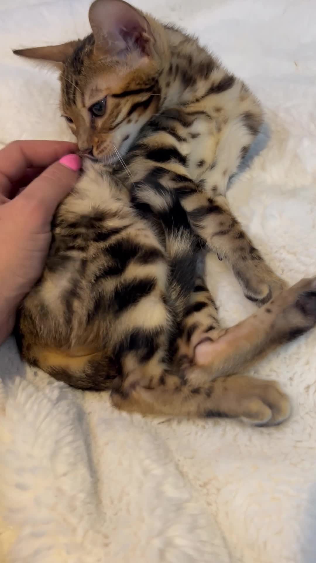 Bengal cats for sale: Champion bloodline Bengal kittens - Video 1