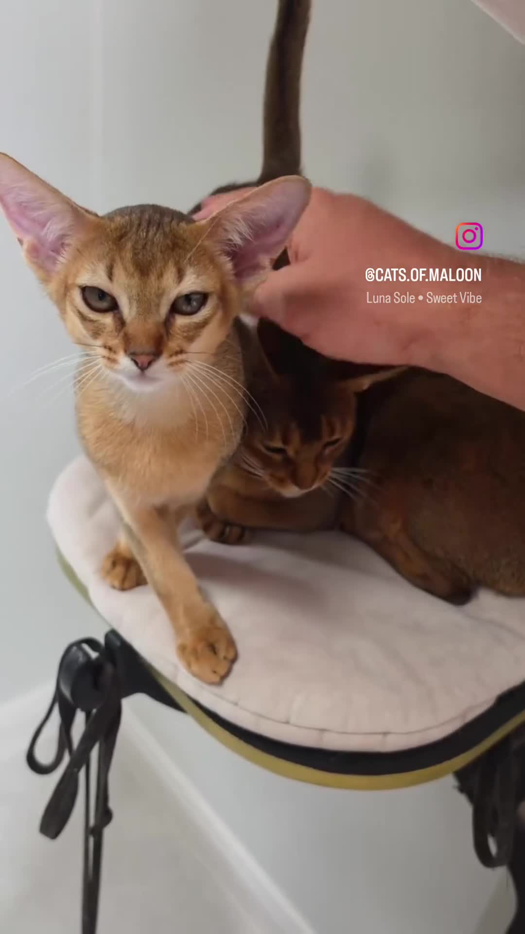 Abyssinian cats for sale: Stunning Wild Ruddy Abyssinian|TICA|Super friendly - Video 1