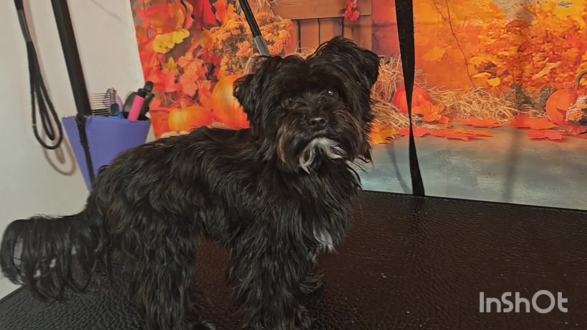Yorkshire Terrier dogs for stud: Black Yorkshire Terrier for Stud - Video 1