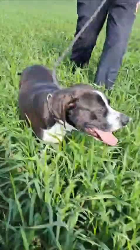 Pointer dogs for adoption: Phoebe, cuddly pointer girl, ready for her forever - Video 3
