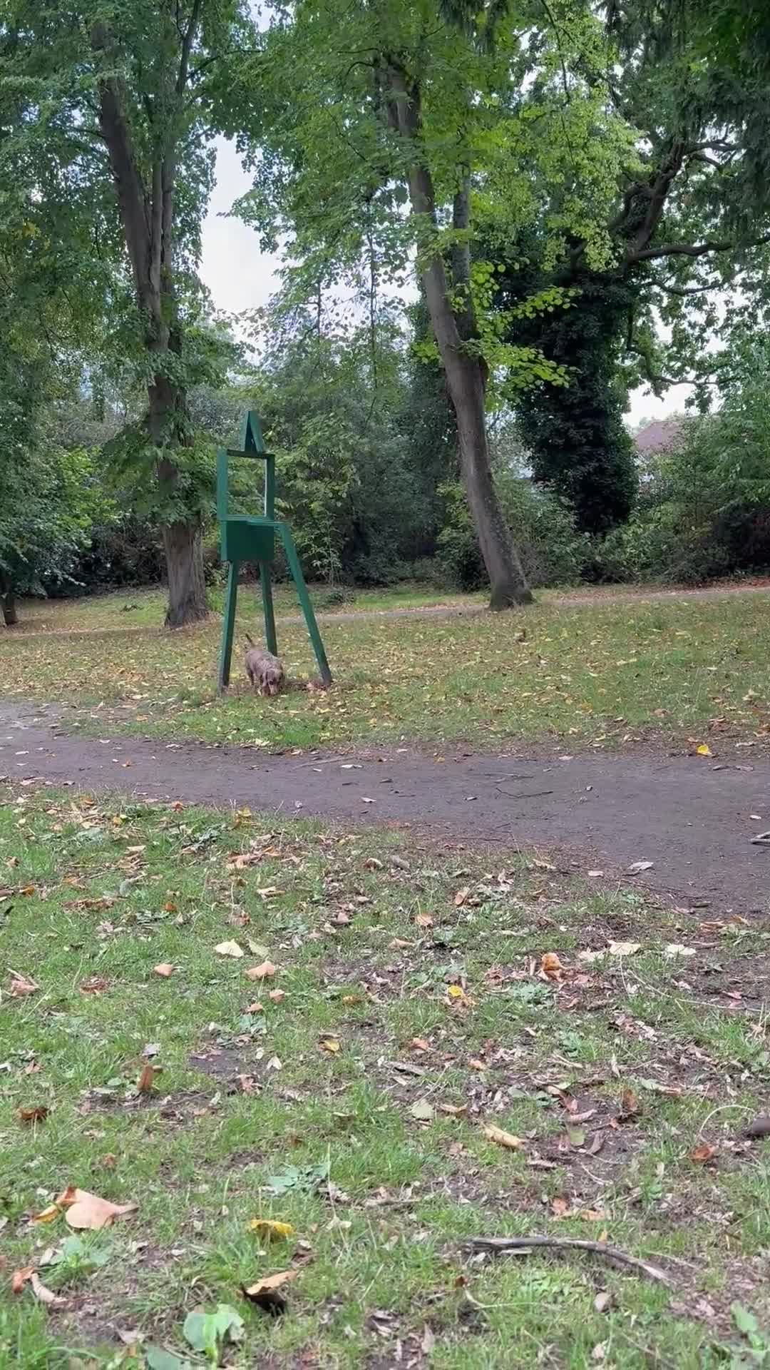 Dachshund dogs for stud: Standard Dachshund – Stud Available - Video 2