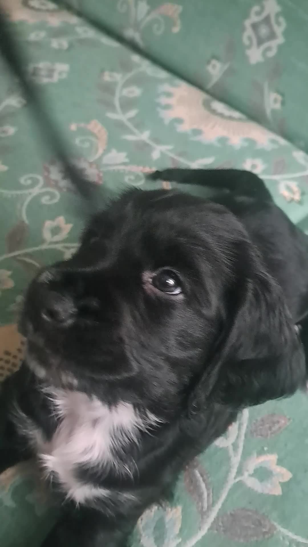 Cocker Spaniel dogs for sale: Puppy Cocker Spaniel 8 weeks girl - Video 1