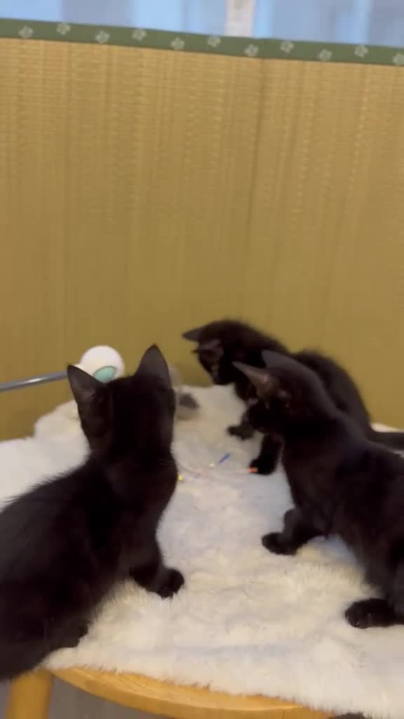 British Shorthair cats for sale: Beautiful Rusty Tabby kittens - Video 1