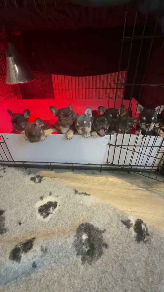 French Bulldog dogs for sale: 8 Beautiful French Bulldog Pups – 5 Girls & 3 Boys in Huddersfield - Video 1
