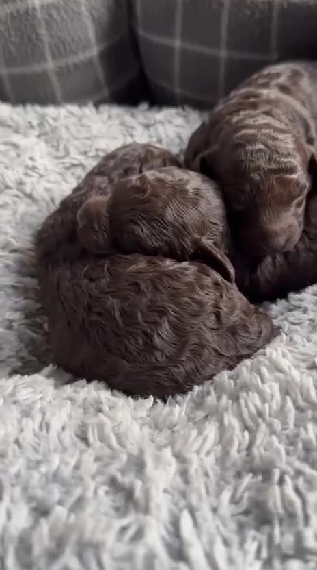 Miniature Poodle dogs for sale: Beautiful Girls!!! - Video 1