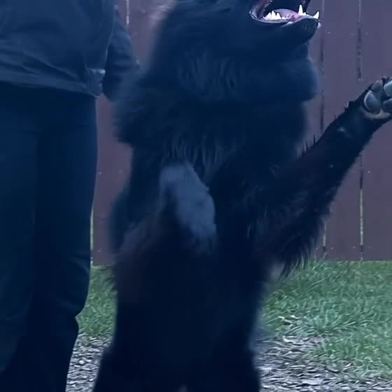 German Shepherd dogs for stud: Superb Long Coat Solid Black KC Reg  *STUD* - Video 1