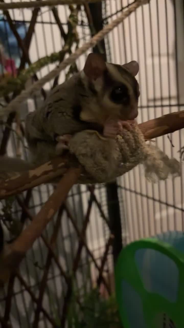 Sugar Glider rodents for sale: Sugar gliders  - Video 1