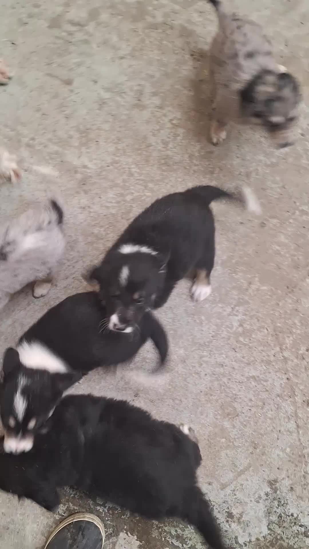 Mixed Breed dogs for sale: Retriever X Collie Pups - Video 1