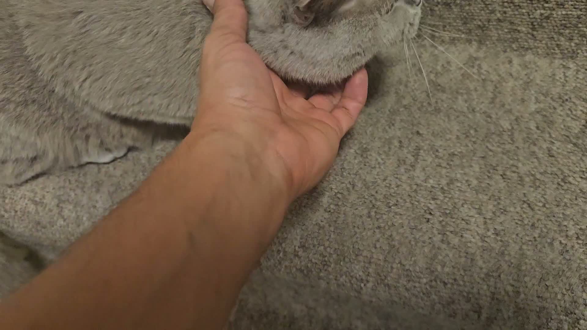 British Shorthair cats for sale: Active mom SALE - Video 1