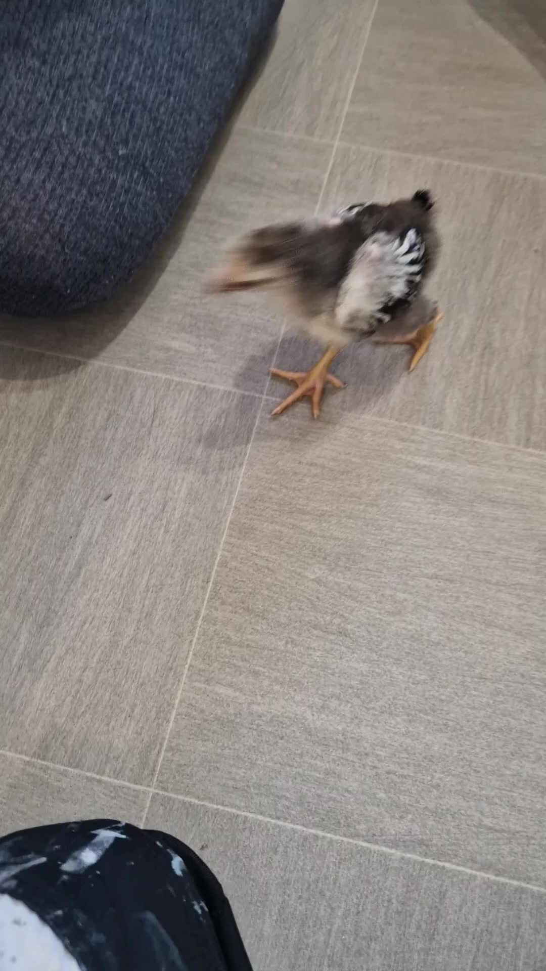 Chickens poultry for sale: Silver laced wyandotte bantam chicks - Video 1