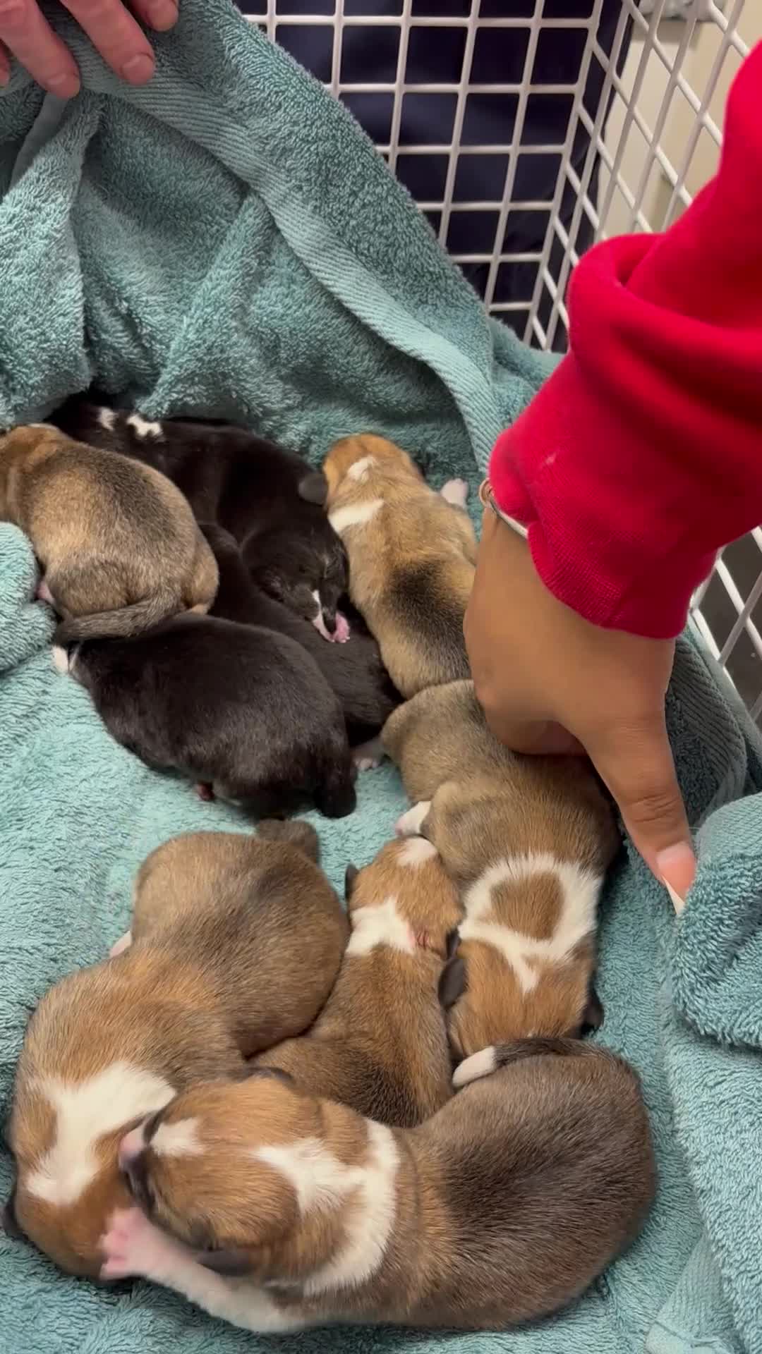 Welsh Corgi Pembroke dogs for sale: Welsh Pembroke corgis  - Video 5