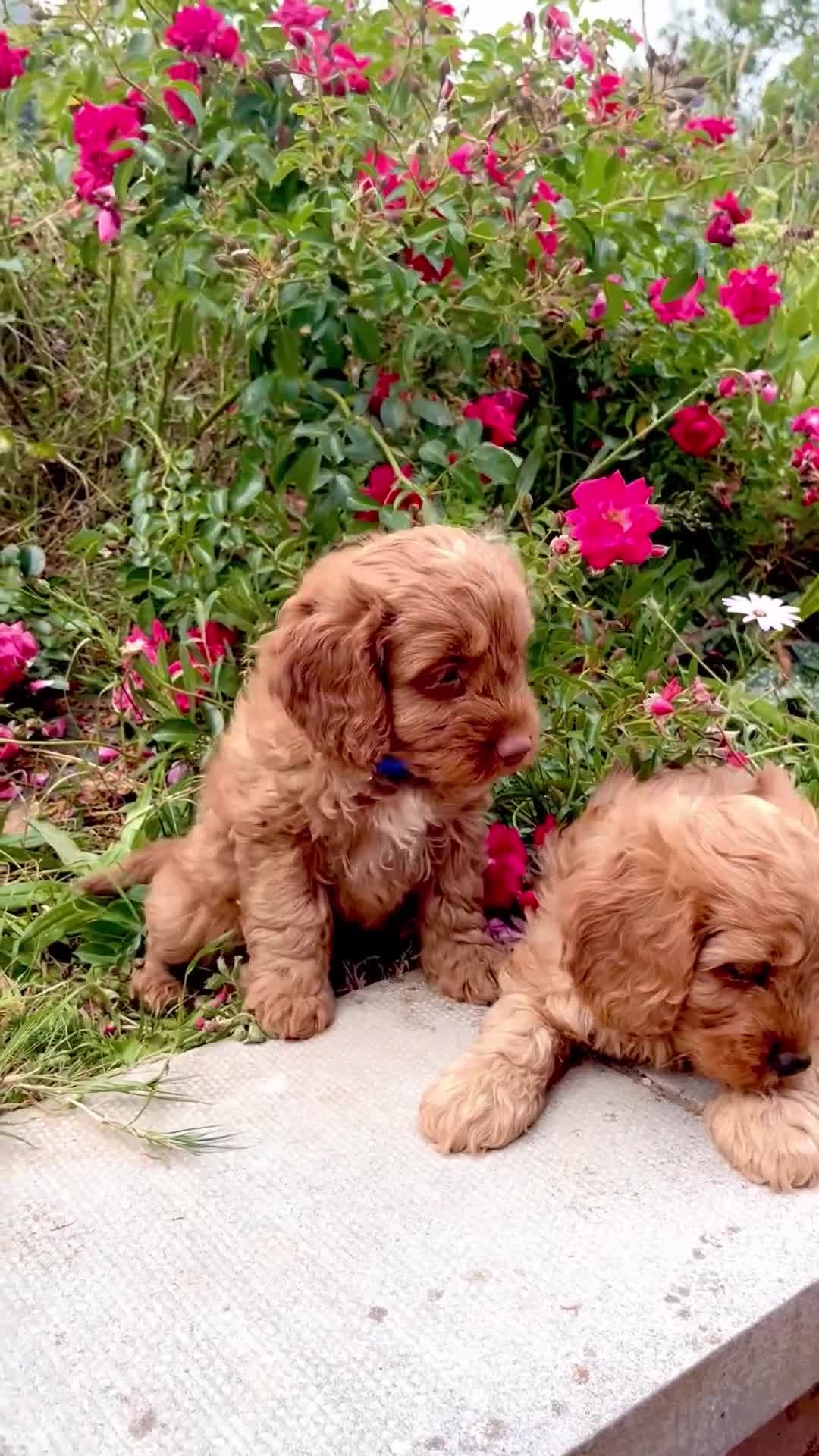 Cockapoo dogs for sale: Toy Cockapoo Puppies (Health Tested) F1 - Video 2