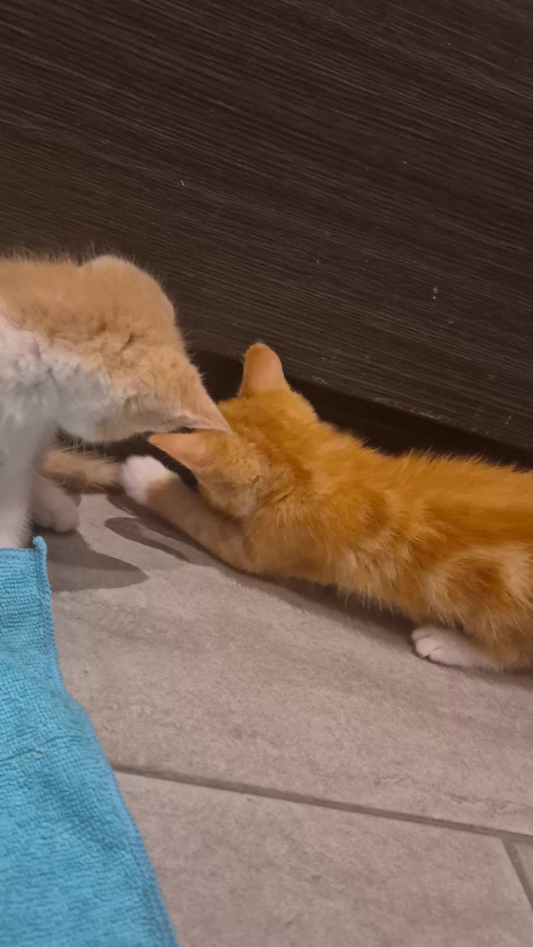 Mixed Breed cats for sale: Two adorable ginger babies needing a new home - Video 2