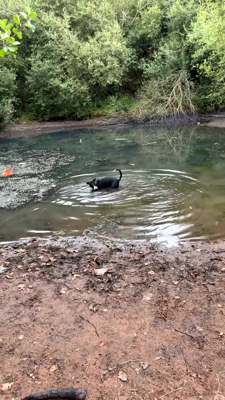 Mixed Breed dogs for sale: 7 months old German Shepard cross Staffy  - Video 1