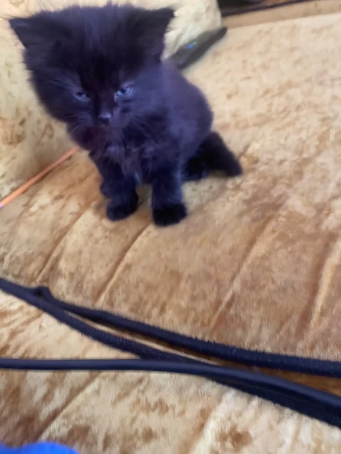 Mixed Breed cats for sale: Maine coon cross in Blackburn - Video 1