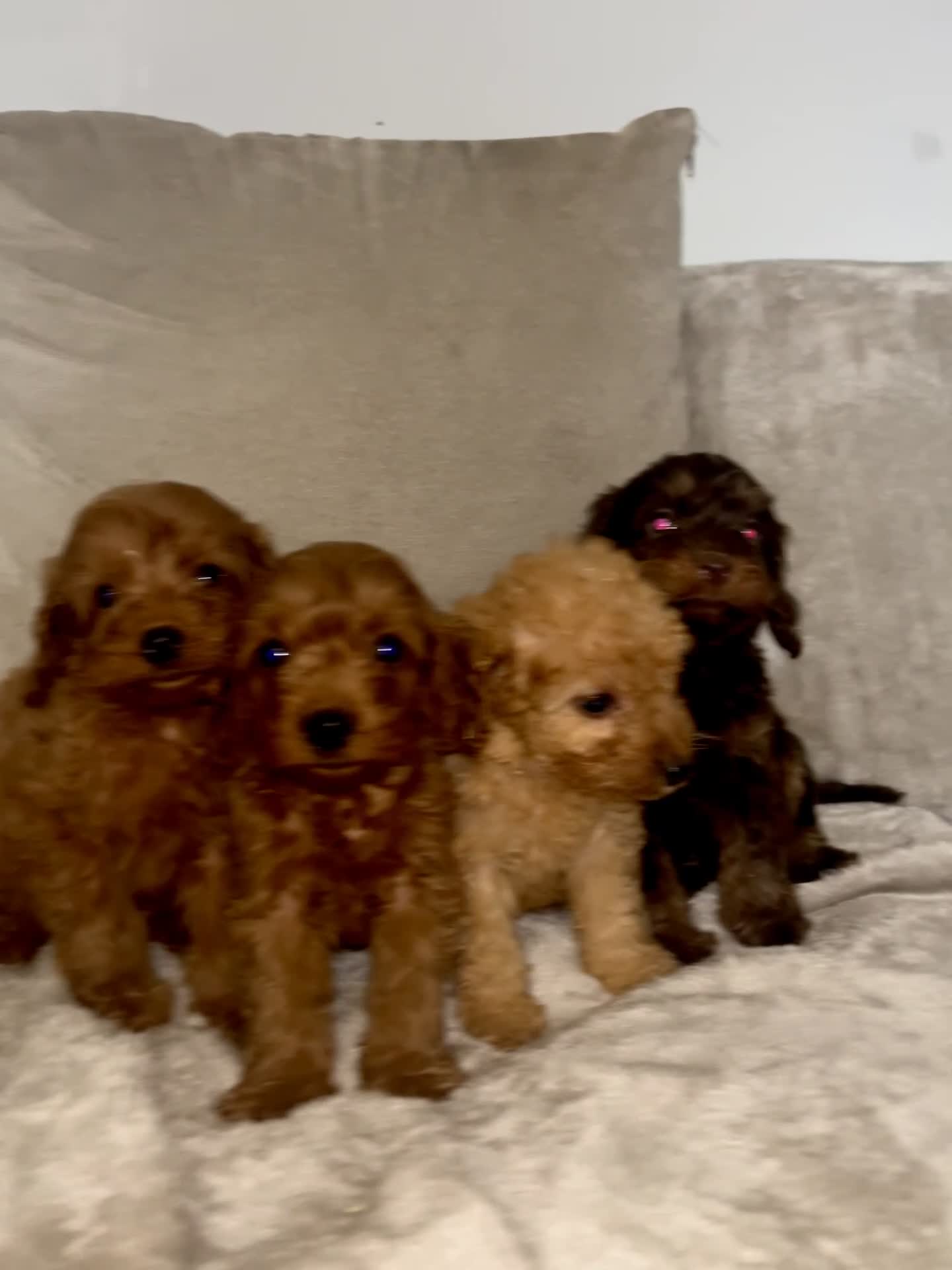 Cockapoo dogs for sale: Stunning F1B cockapoo’s READY TO GO NOW!!! - Video 1