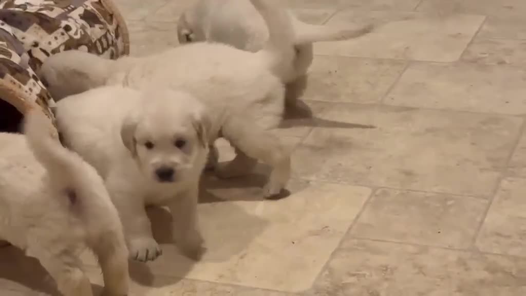 Golden Retriever dogs for sale: Beautiful English Cream Golden Retriever Puppies in Boston - Video 2