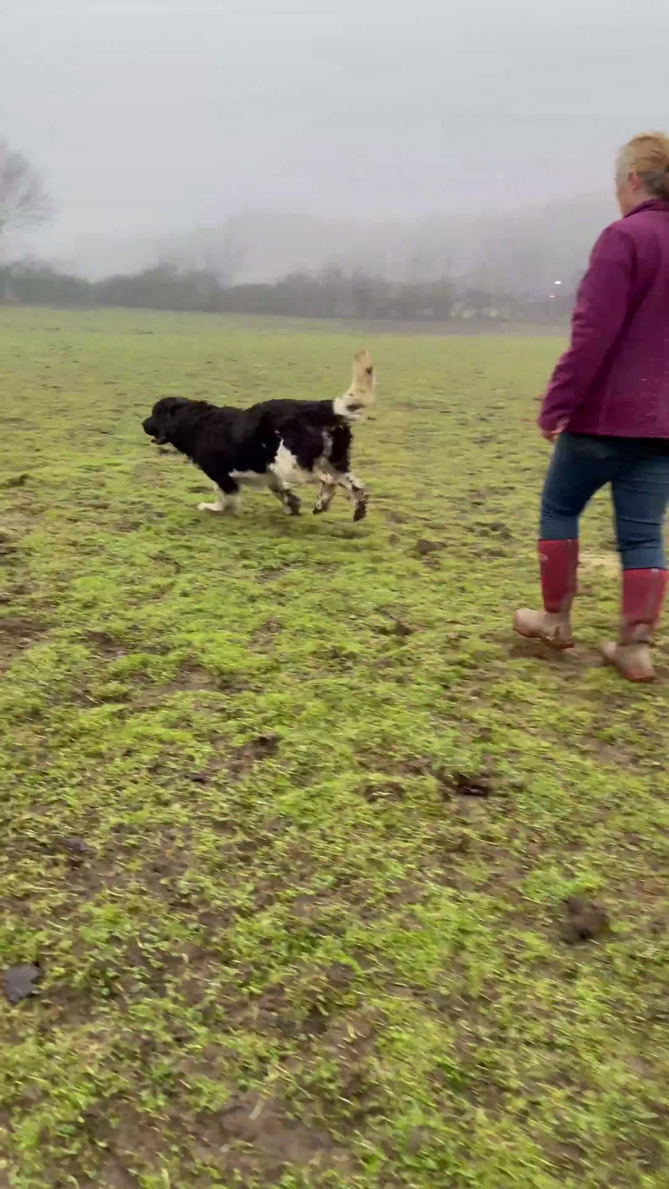 Newfoundland dogs for sale: Landseer Newfoundland Female - Video 1