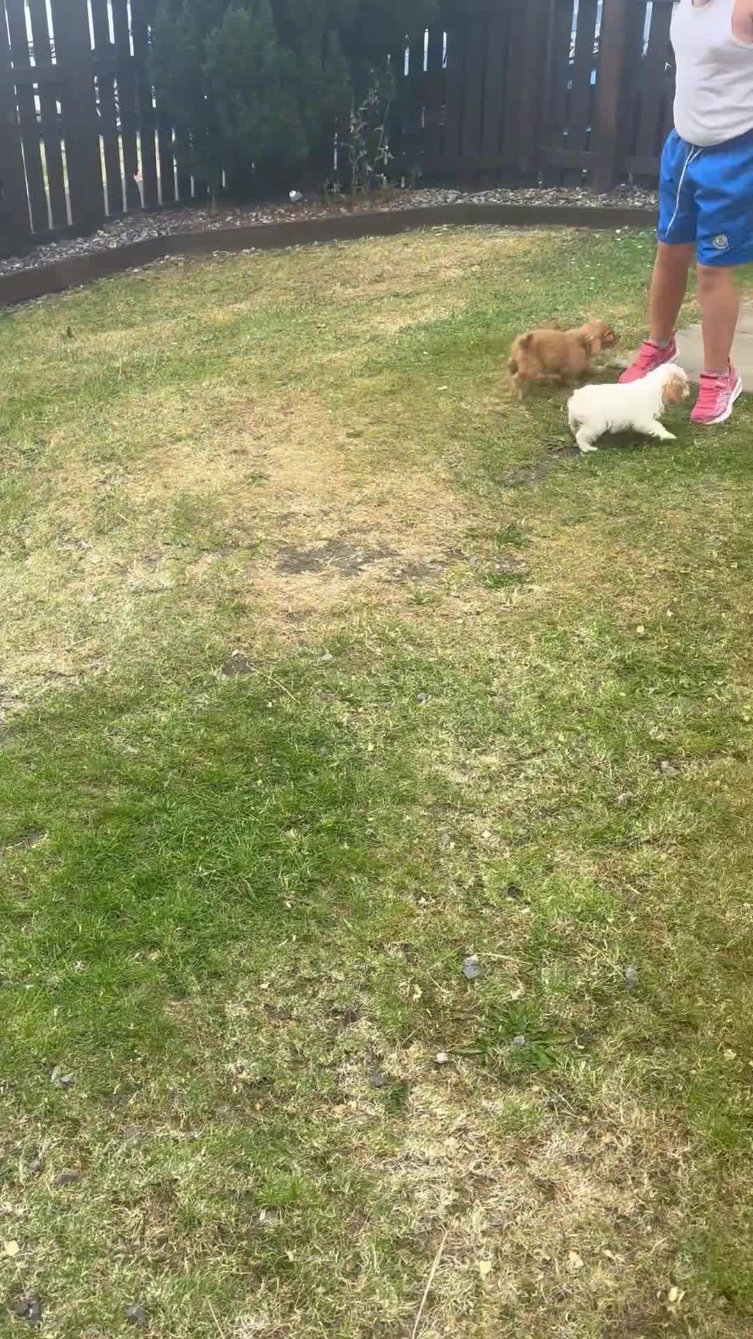 Maltipoo dogs for sale: Teddy bear maltipoo puppies  in Houghton le Spring - Video 1