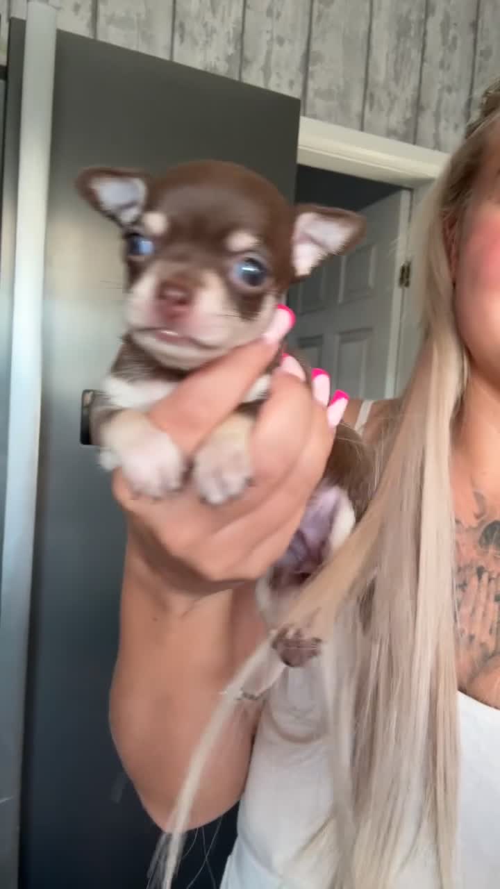 Chihuahua dogs for sale: Chihuahua Puppies For Sale! - Video 2