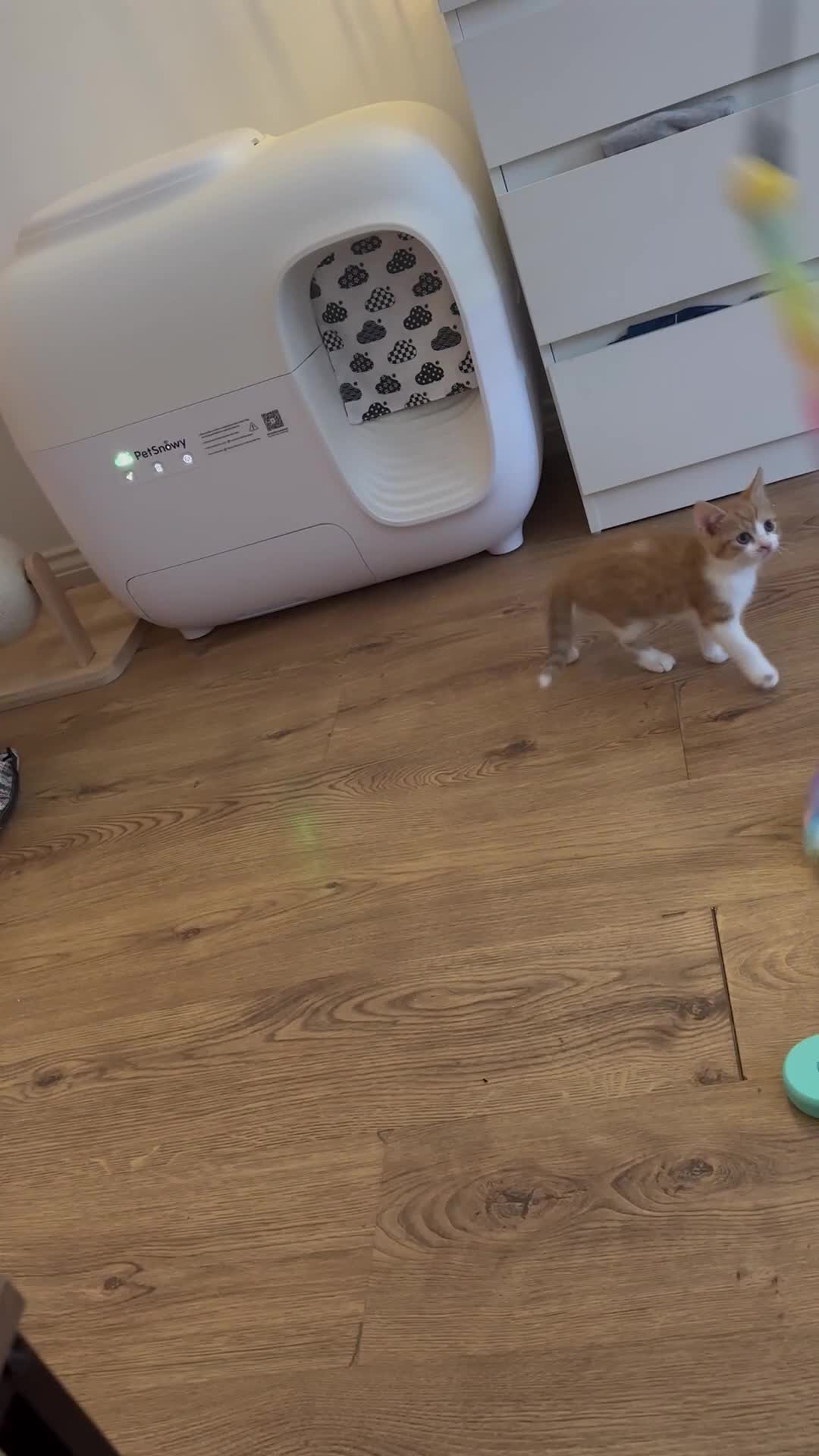 Domestic Shorthair cats for sale: 6 Adorable KittensReady for Their Forever Homes 🐾 - Video 3