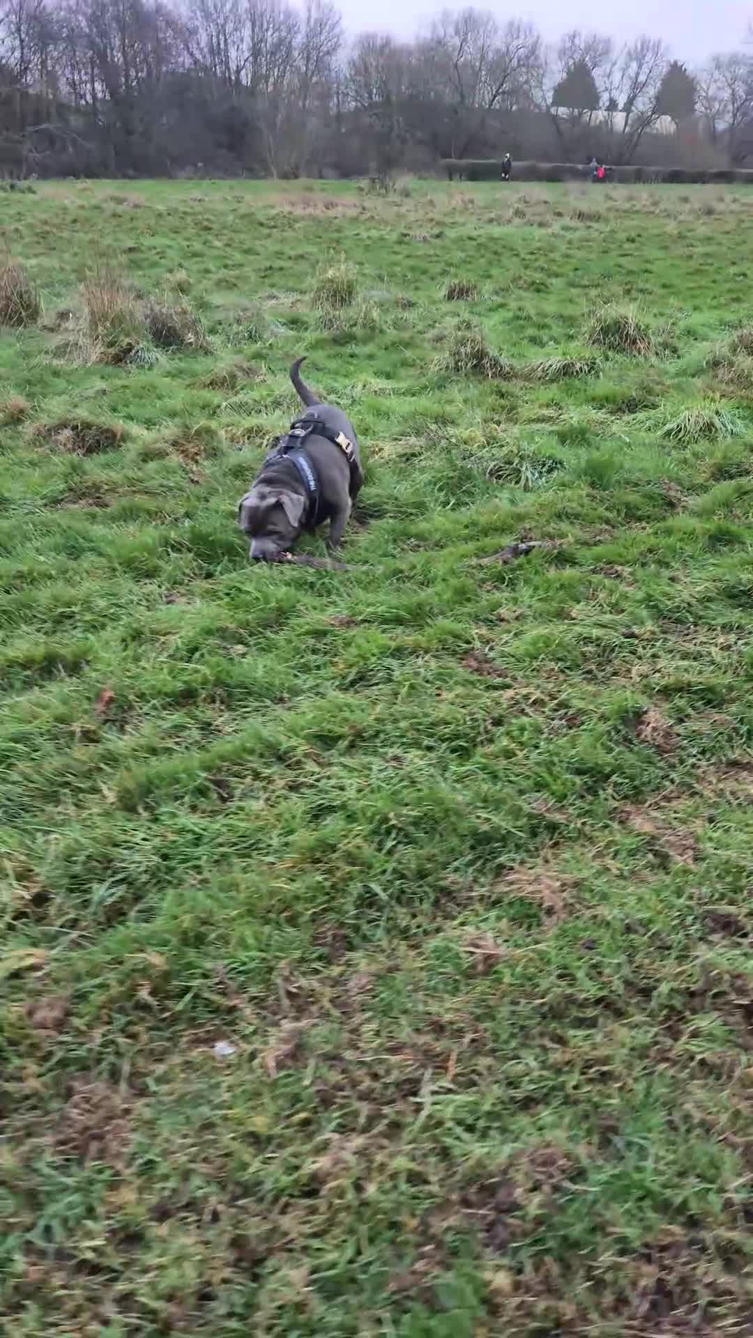 Staffordshire Bull Terrier dogs for stud: Maximus Prime ready for Stud in Birmingham - Video 1