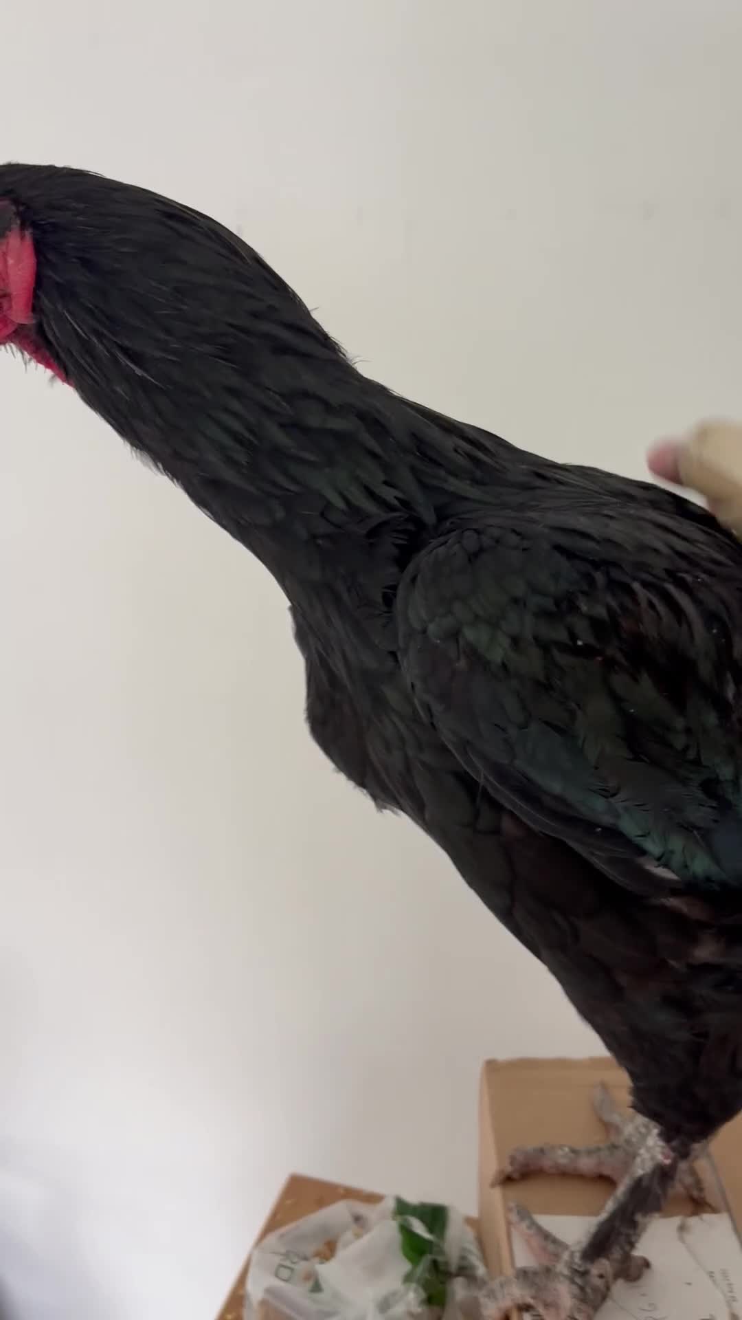 Chickens poultry for sale: Aseel cross chicken gamefowl - Video 1