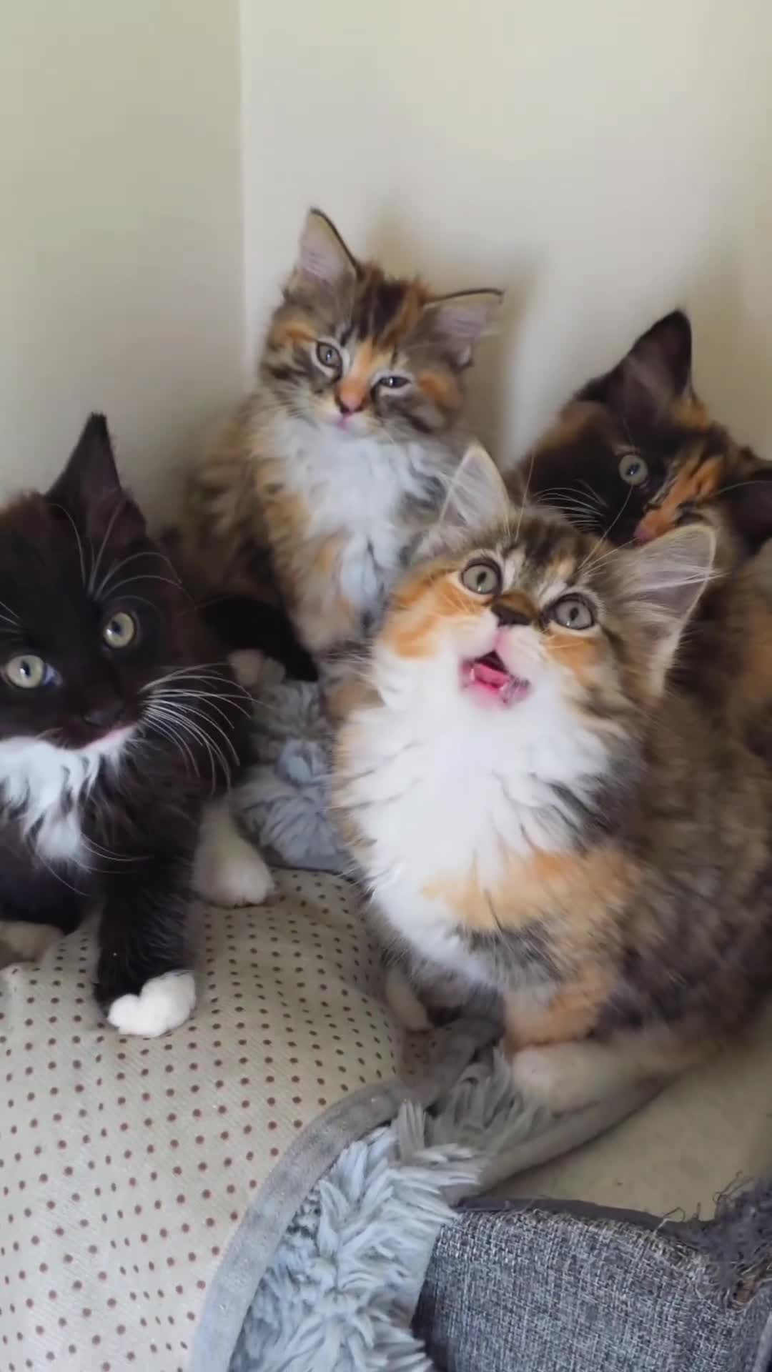 Ragdoll cats for sale: Ragdoll cross kittens - Video 1