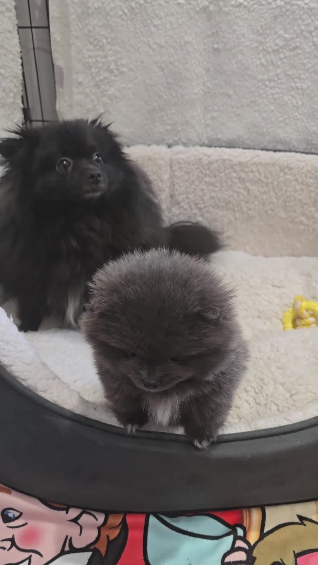 Pomeranian dogs for sale: Pomeranian puppy - Video 1