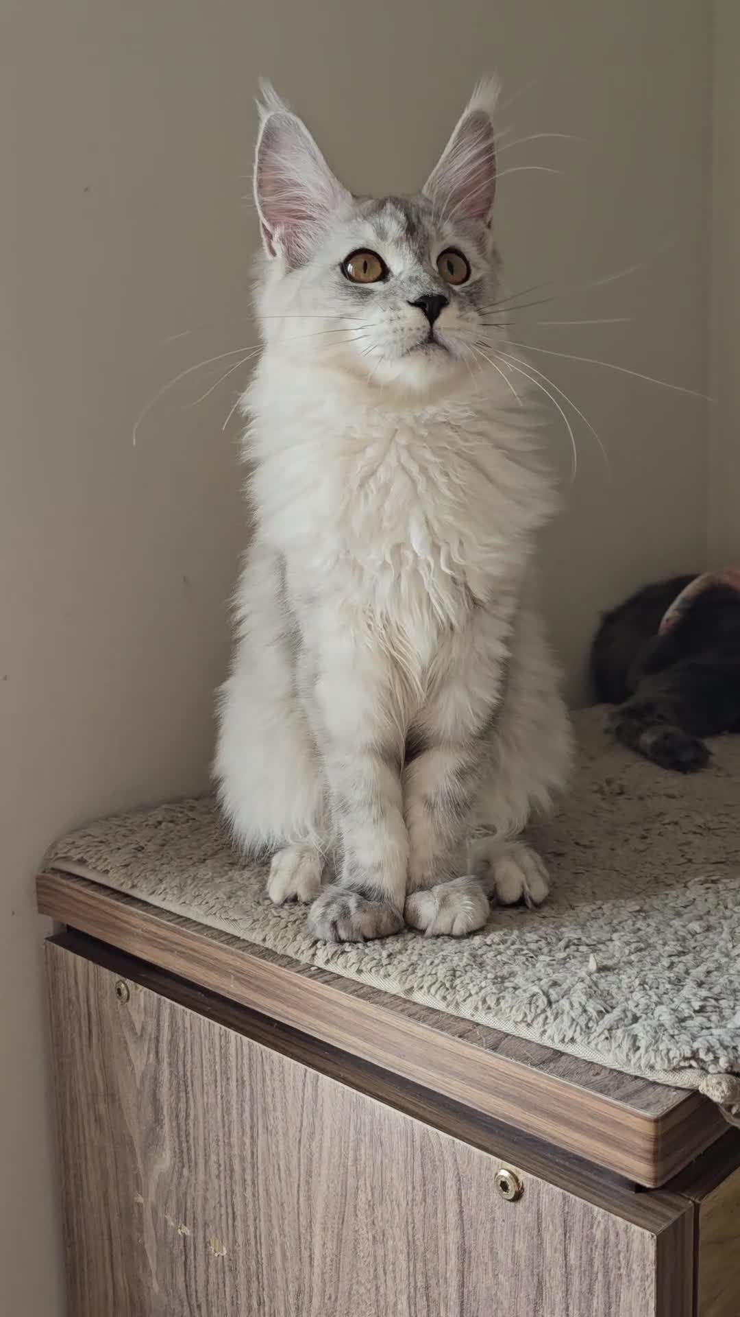 Maine Coon cats for sale: Maine Coon kittens  - Video 4