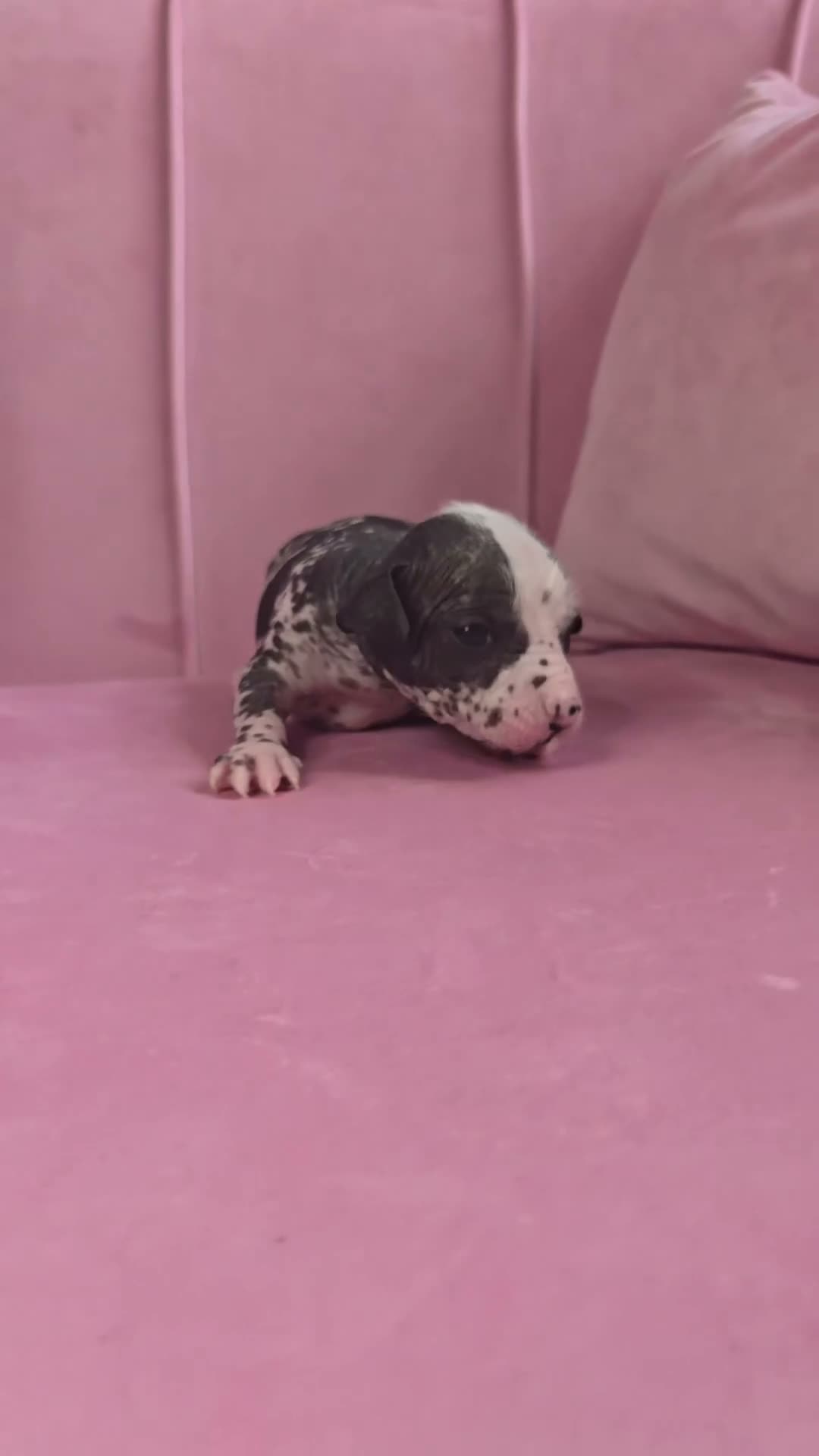 Chinese Crested dogs for sale: ✨🐾 EXQUISITE & RARE CHINESE CRESTED PUPPIES 🐾✨ - Video 3